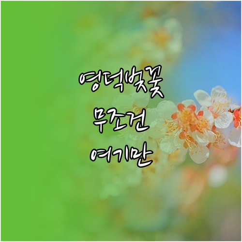 영덕 벚꽃 여행 명소 3곳 및 주변 맛집 정보