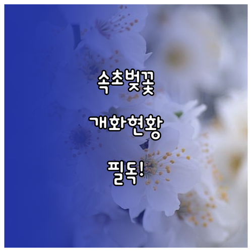 속초 벚꽃 여행 명소 세 곳과 실시간 개화 예측 현황