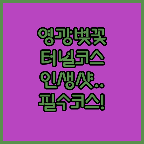 영광 벚꽃 터널 드라이브 코스와 인생샷 촬영 포인트