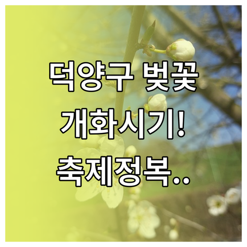 2026년 벚꽃 나들이 정보 덕양구 개화 시기와 축제 소식