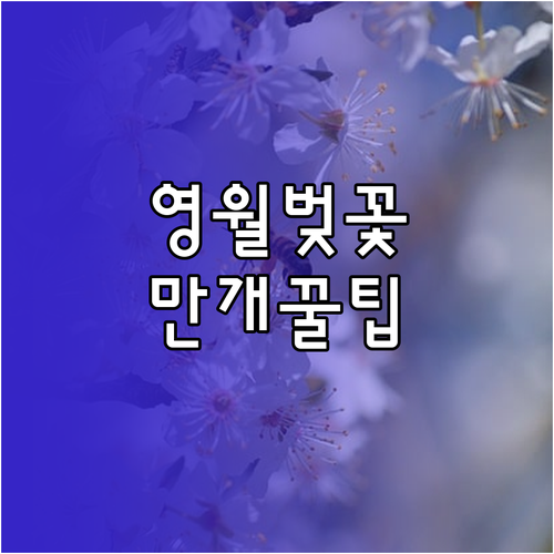 영월 벚꽃 축제 일정과 만개 시기 주요 주차장 정보