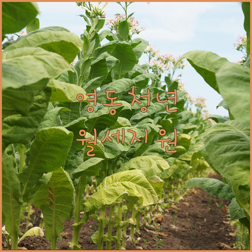 영동군 청년월세 지원 부모 세대 분리 및 소득 기준